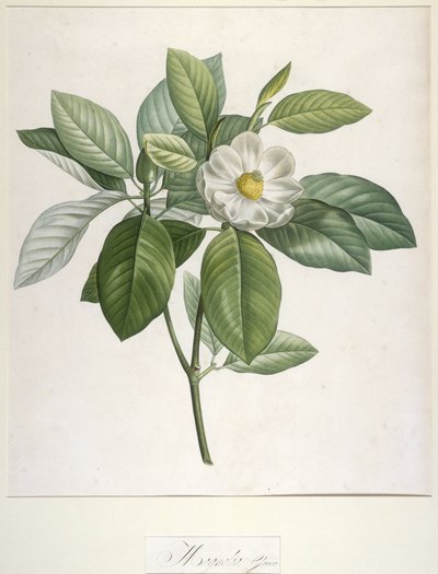 Magnolia Glauca, de Description des Plantes Rares Cultivées à Malmaison et à Navarre, 1813 - Pierre Joseph Redouté